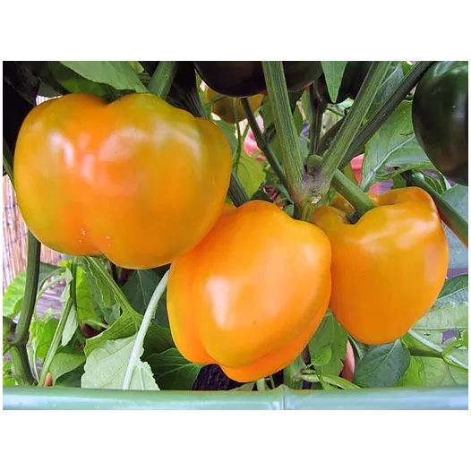 Biologische zaden van Paprika California wonder oranje