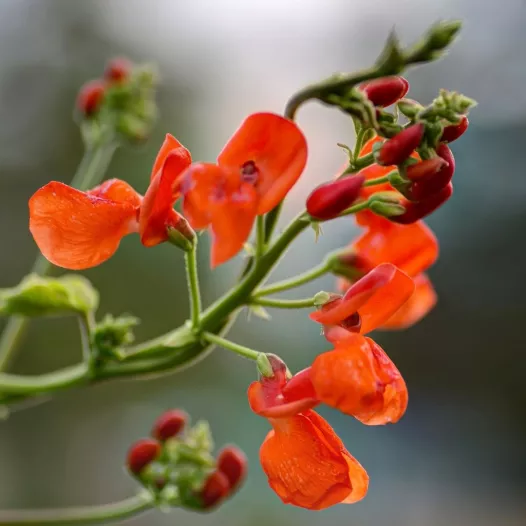 Haricot d’Espagne | Ornementale et comestible | Semences bio Semailles