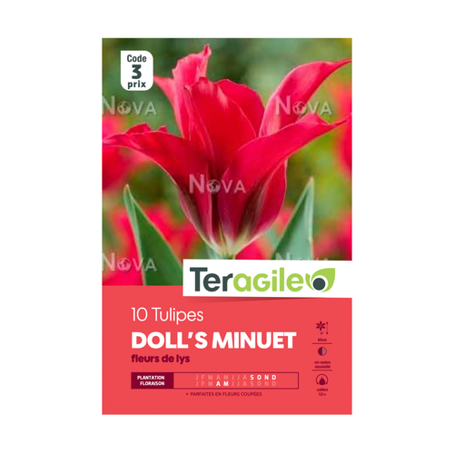 BULBES DE TULIPES 'DOLL'S MINUET' FLEURS DE LYS - TERAGILE® - X10