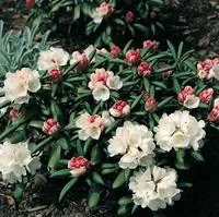 Parfait pour le jardin：Rhododendron Yakushimanum varié. Le pot de 4 litres
