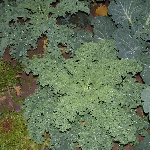 Semences bio de Chou Kale Westlandse winter