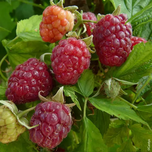 Pour profiter du jardin：Framboisier Happystar® bio botanic® rouge. Le pot de 1 litre