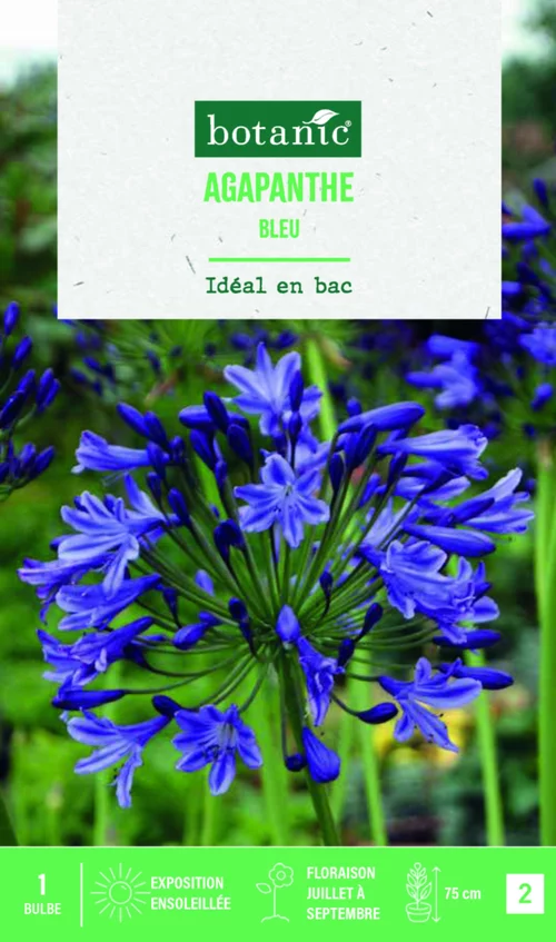 Pour votre espace extérieur:Bulbe de fleurs Agapanthe bleu botanic® - 1 bulbe