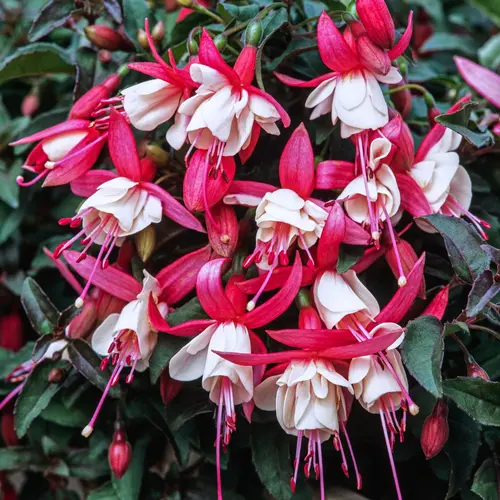 Le compagnon de vos extérieurs:Fuchsia ‘Frau Alice Hoffman’ - Le pot de 2 litres