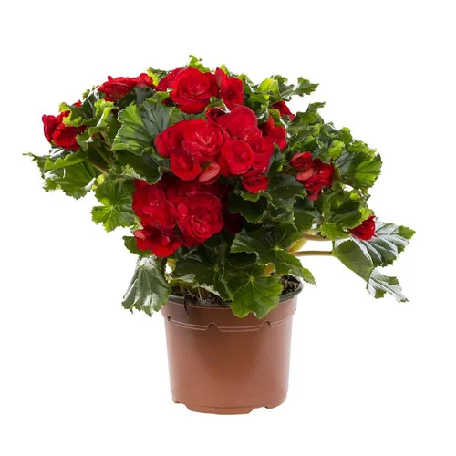 Jardin & maison：Bégonia élatior. Le pot de Ø 17 cm