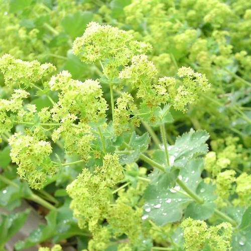 Nature extérieur：Alchémille (Alchemilla mollis ou Manteau de Notre-Dame) à fleurs jaunes - Le pot de 9 x 9 cm