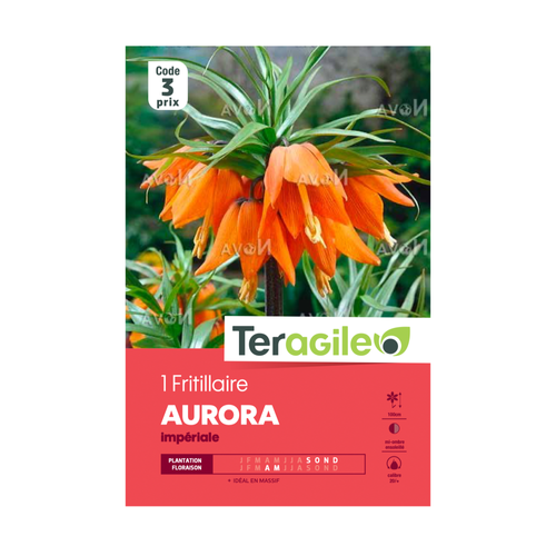 BULBE DE FRITILLAIRE 'AURORA' IMPÉRIALE - TERAGILE® - X1