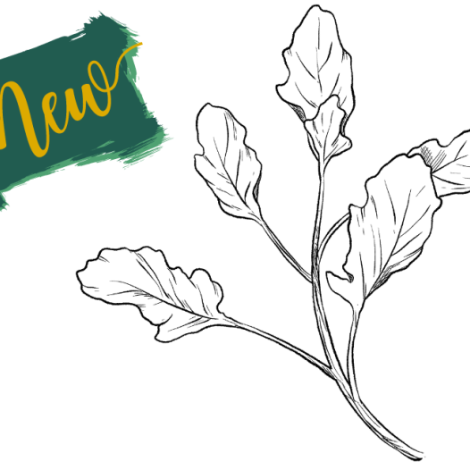 Cresson de Perse | Aromatiques