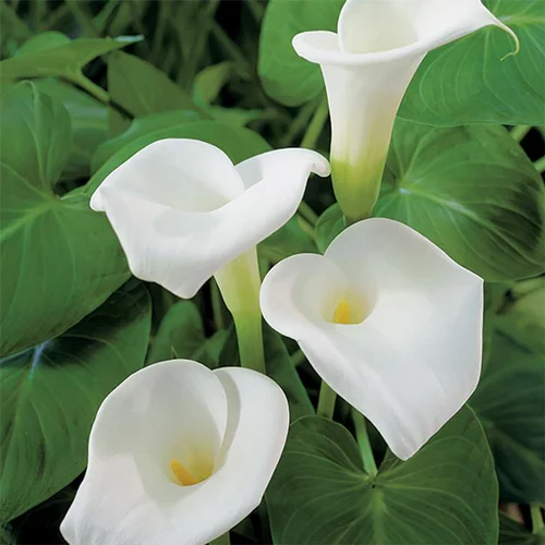 Essentiel pour le jardin：Arum d’Éthiopie pot de 3 litres