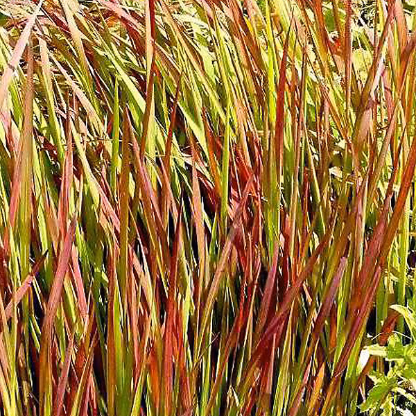 6 x Herbe sanglante Japonaise 'Red Baron' – Imperata cylindrica 'Red Baron', godet 9cm x 9cm