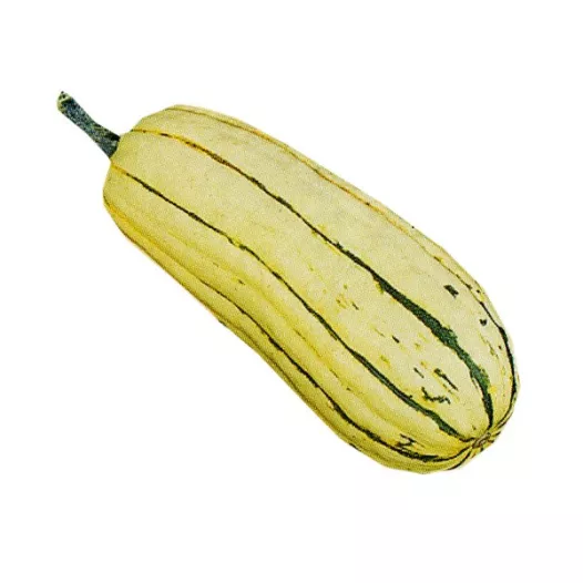 Graines bio de Courge Delicata (Sweet Poteto)
