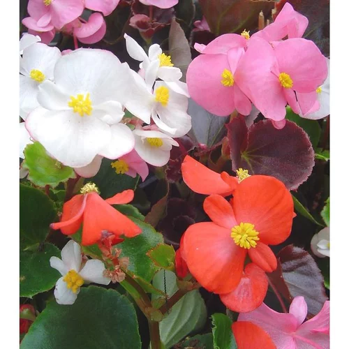 Pour un jardin bien organisé：Bégonia Semperflorens à fleurs multicolores - Le pot Ø 10,5 cm