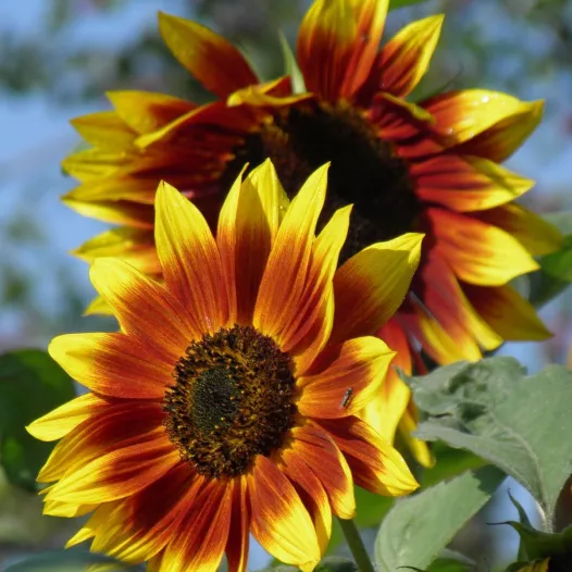 Tournesol Couleur d'automne | Graines bio