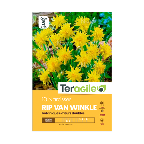 BULBES DE NARCISSES 'RIP VAN WINKLE' BOTANIQUES - FLEURS DOUBLES -TERAGILE®- X10
