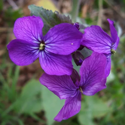 Lunaire ou Monnaie du Pape | Fleurs bio et reproductibles