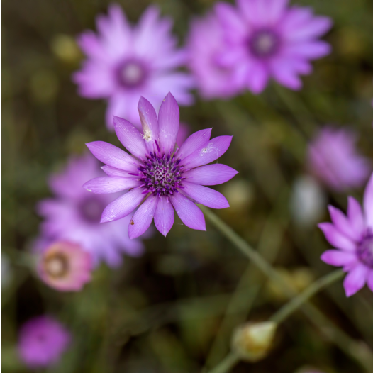 Xéranthème annuel | Fleurs à sécher naturelles et mellifères