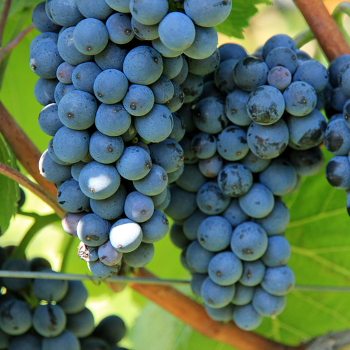 VIGNE DE TABLE VENUS - POT 3L