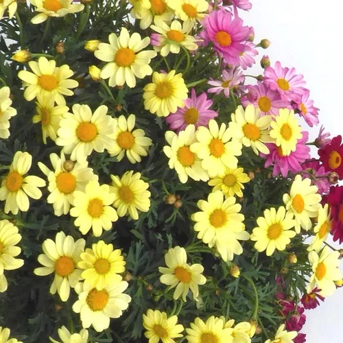 Pour mieux aménager vos extérieurs：Anthémis à fleurs multicolores. Le pot de 5 litres