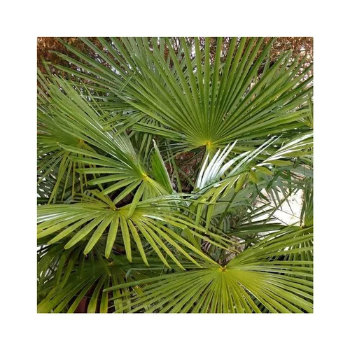 Le choix pour le jardin：Palmier chanvre ou Palmier de Chine Fortunei vert. 3 troncs