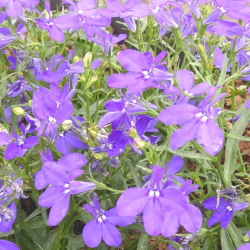 Idéal pour le jardin:Lobelia retombant - Le pack de 6 plants
