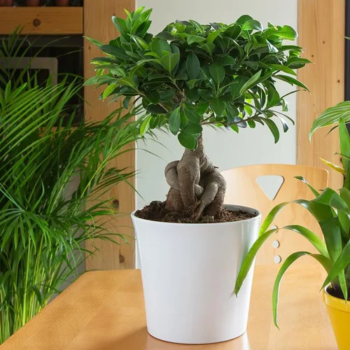 Idéal pour l’extérieur：Ficus Microcarpa Ginseng + cp