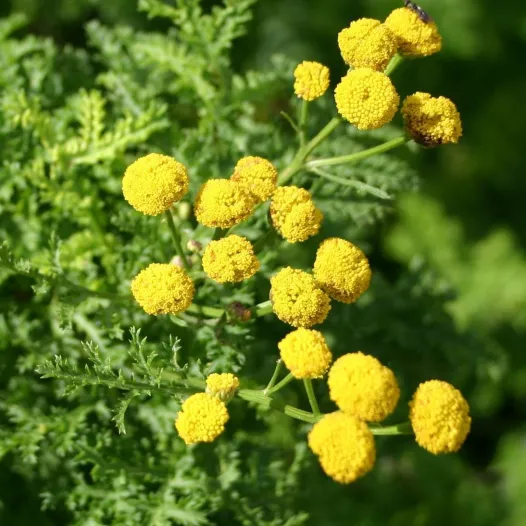 Tanaisie Crispée | Semences bio et reproductibles
