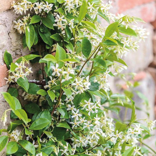 JASMIN ÉTOILÉ EN ESPALIER - POT DE 7L