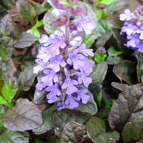 Sélection maison：Ajuga Reptans Burgundy. Le pot de 10,5 cm