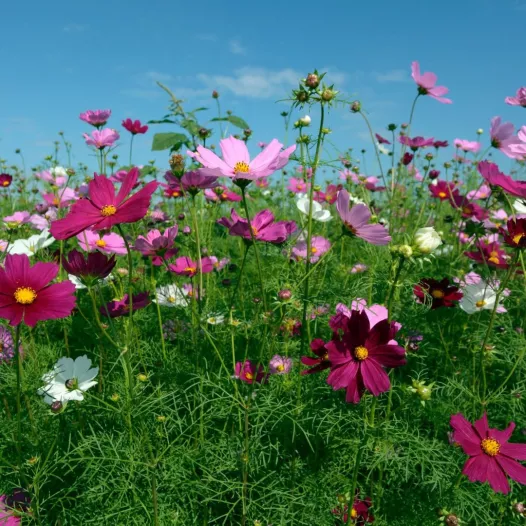 Bio zaden van Cosmos Sensation gemengd