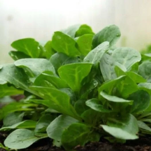 Veldsla | Verte d'Etampes | Bio en zaadvaste zaden