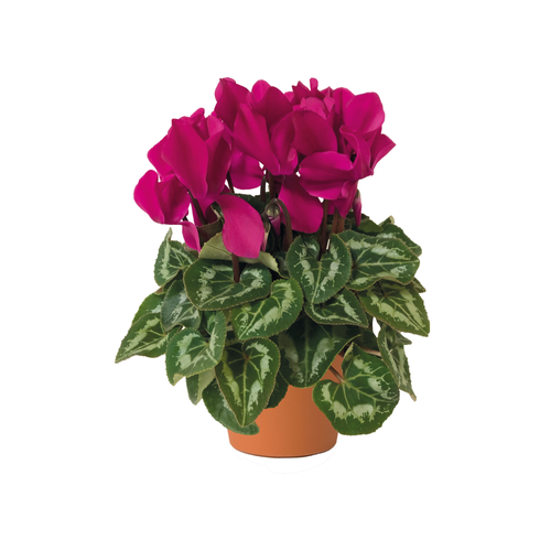 CYCLAMEN À GROSSES FLEURS - POT ∅15CM