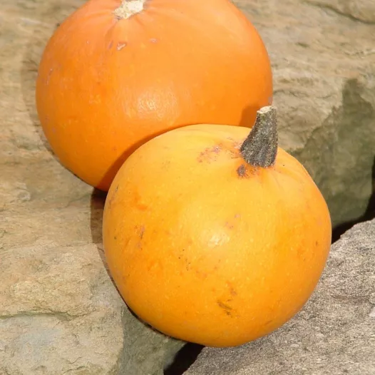 Graines bio de Courge Pomme d'Or