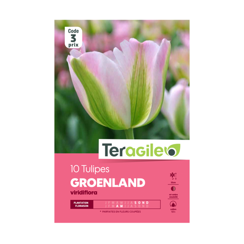 BULBES DE TULIPES 'GROENLAND' VIRIDIFLORA - TERAGILE® - X10
