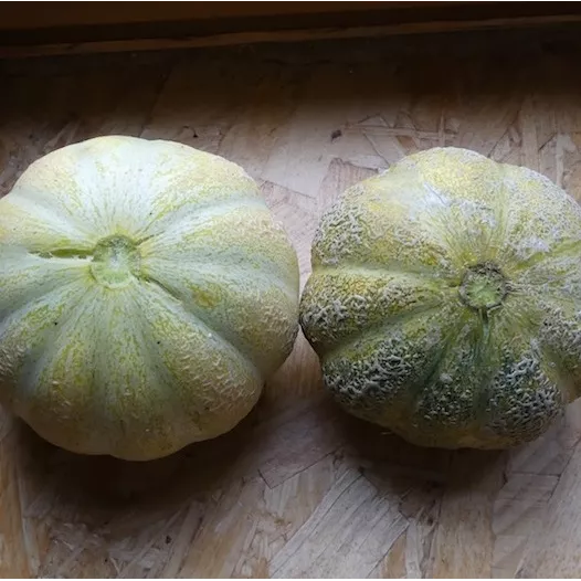 Graines bio de Melon Brodé Jenny Lind