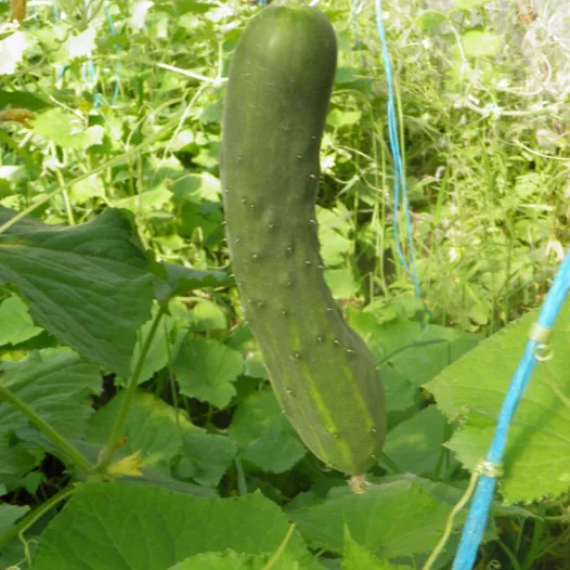 Graines bio de Concombre Le Généreux