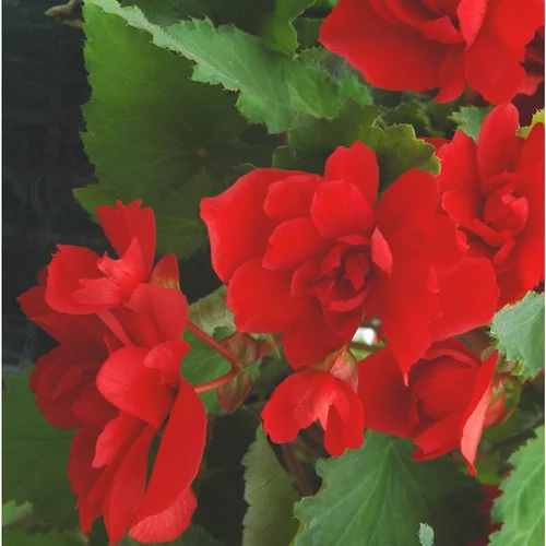 Confort nature：Bégonia retombant à fleurs multicolores - La suspension de 6 litres