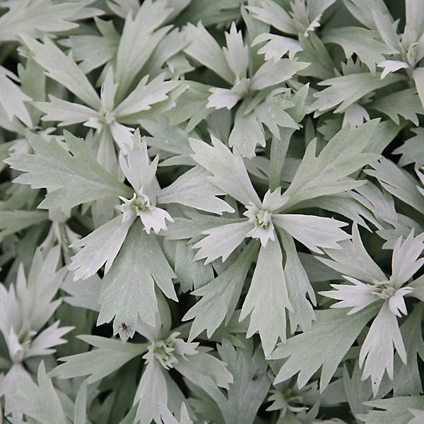 6 x Armoise 'Valerie Finnis' – Artemisia ludoviciana 'Valerie Finnis', godet 9cm x 9cm