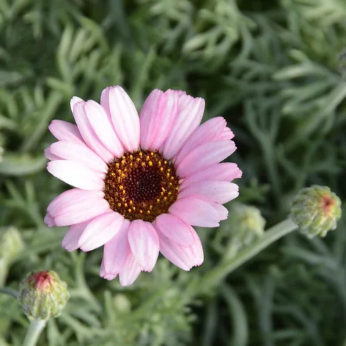 Jardin moderne：Marguerite du Maroc african rose en pot de 2 L