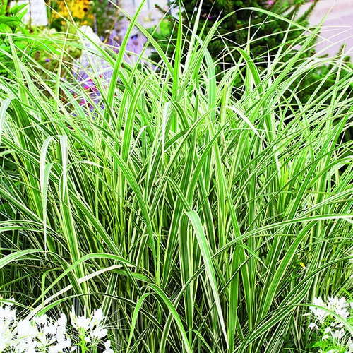 Pour un extérieur plus pratique：Miscanthus sinensis Variegatus vert botanic®. Le pot de 2 litres